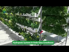 Equipos de riego de cultivo hidropónico vertical en invernadero Venlo