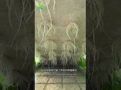 Sistema de cultivo sin suelo DWC