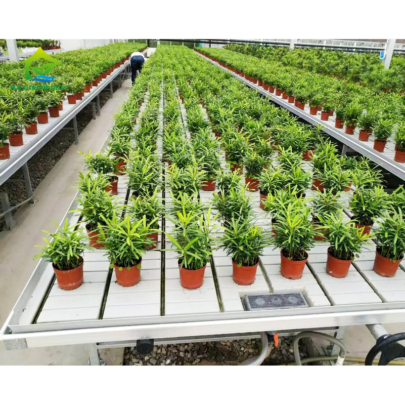 Cultivo sin suelo Invernadero de interior de cultivo por encargo Ebb Tabla de cultivo de rodillos para semillas