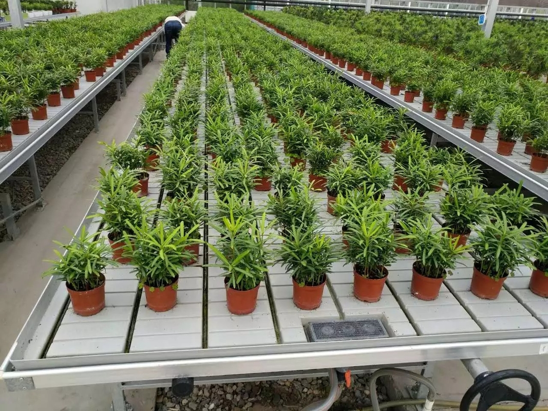Crezca el banco de Tray Rolling Ebb And Flow de la inundación de la tabla para el almácigo del invernadero de la flor