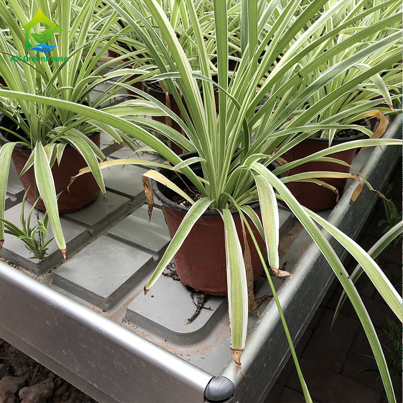 Cultivo sin suelo de cultivo de plantas de cultivo de plantas de cultivo