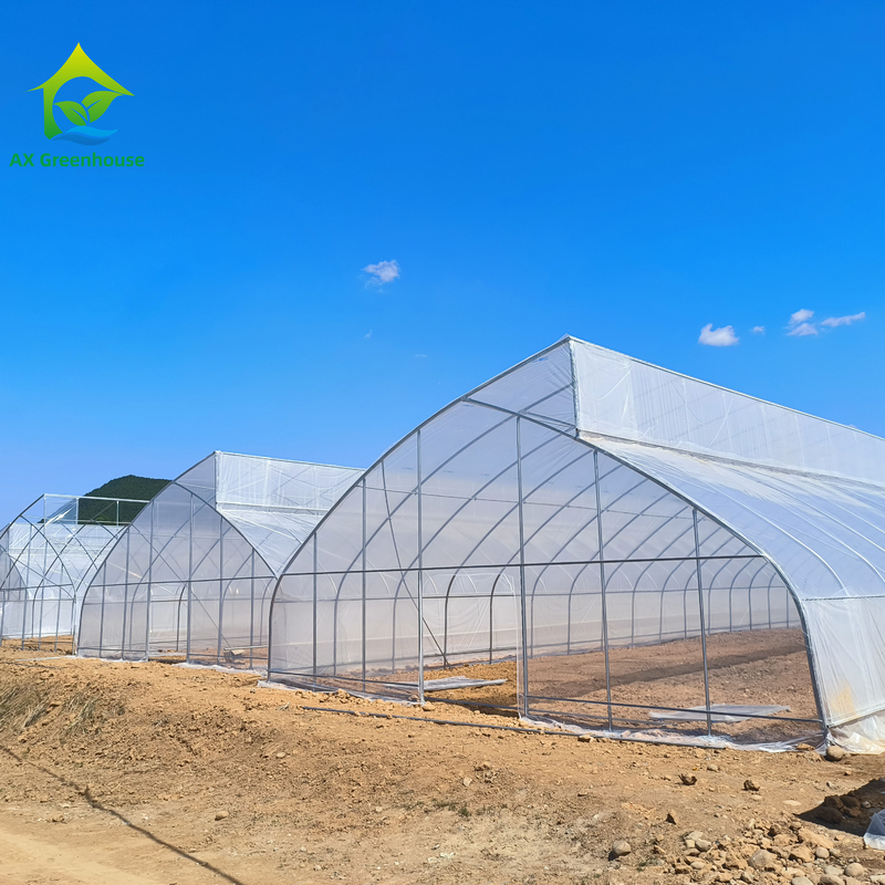 Túnel de invernadero de película de plástico tropical de diseño de dientes de sierra de tramo único personalizado para el cultivo de verduras