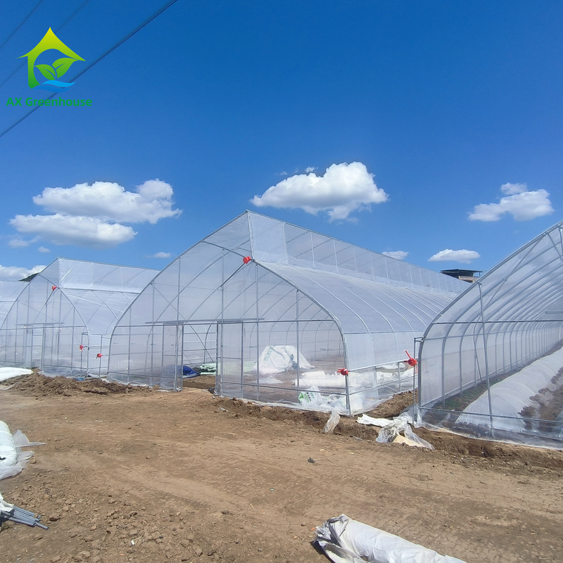 Túnel de invernadero de película de plástico tropical de diseño de dientes de sierra de tramo único personalizado para el cultivo de verduras