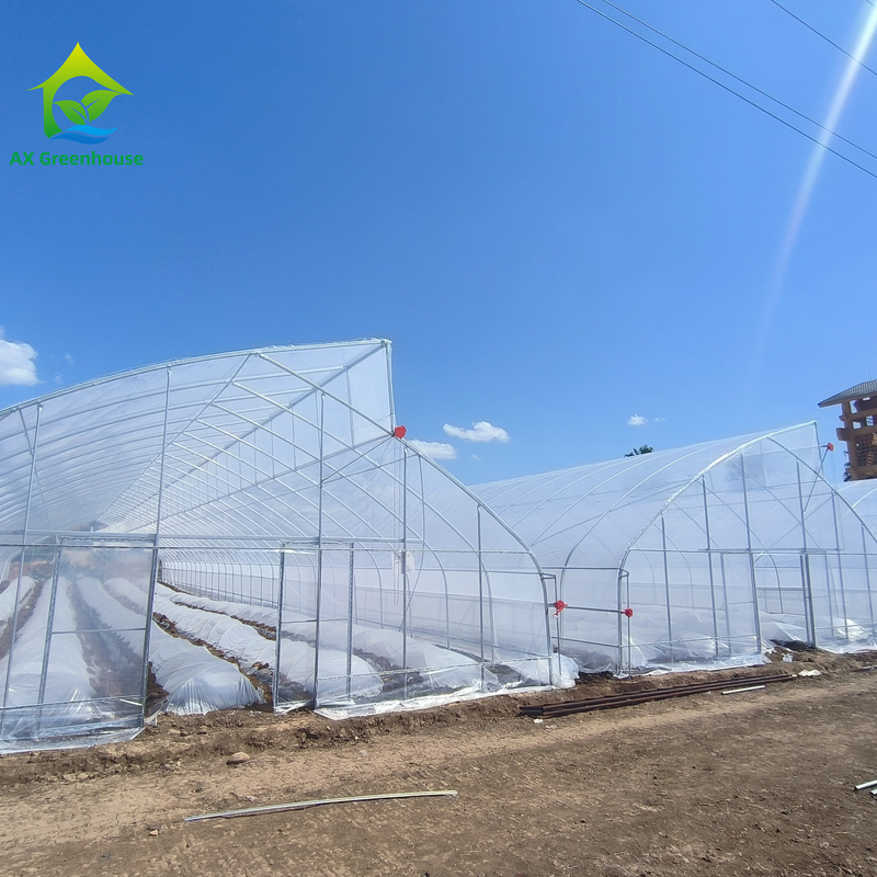 Túnel de invernadero de película de plástico tropical de diseño de dientes de sierra de tramo único personalizado para el cultivo de verduras