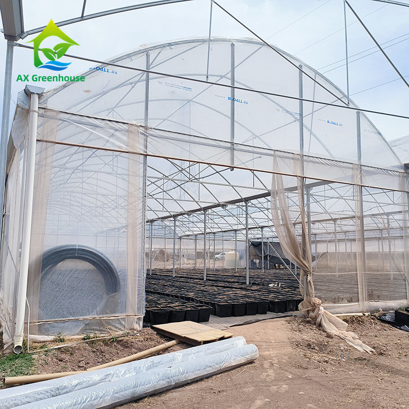 Estructura de marco de metal tropical de múltiples tramos Tomate Poli Túnel Invernadero para frutas y verduras