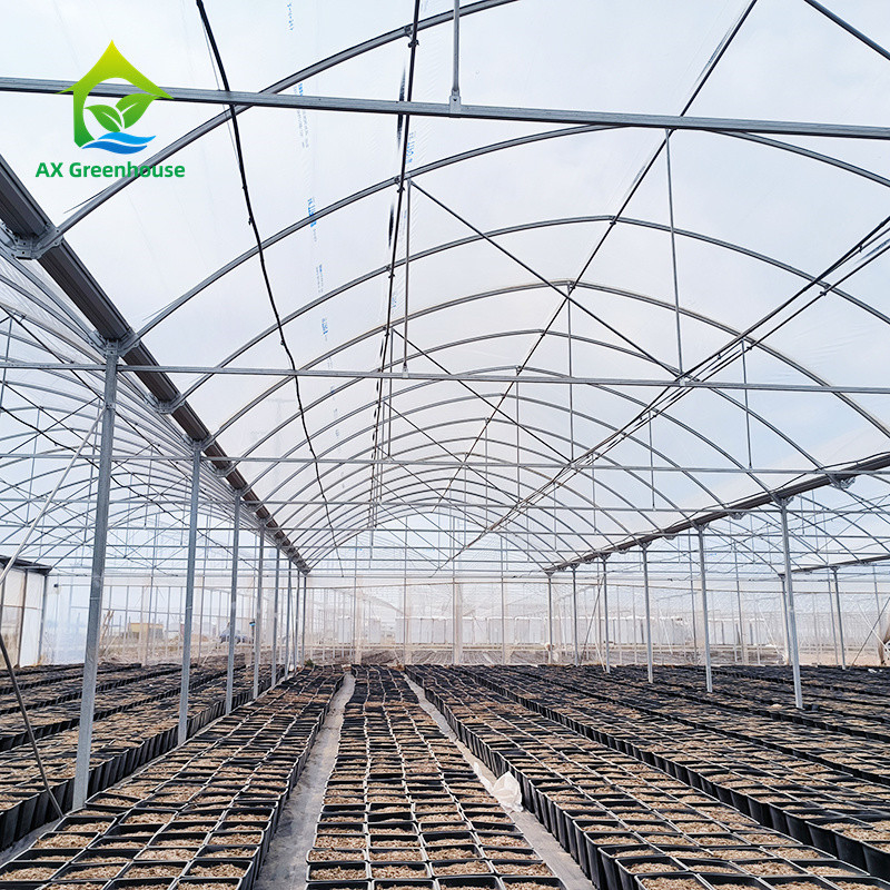 Estructura de marco de metal tropical de múltiples tramos Tomate Poli Túnel Invernadero para frutas y verduras