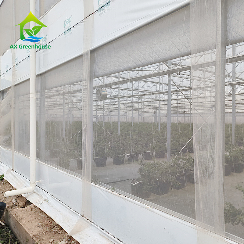 Estructura de marco de metal tropical de múltiples tramos Tomate Poli Túnel Invernadero para frutas y verduras