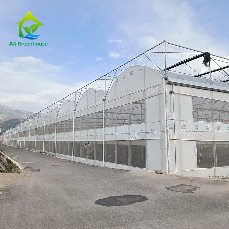 Estructura de marco de metal tropical de múltiples tramos Tomate Poli Túnel Invernadero para frutas y verduras