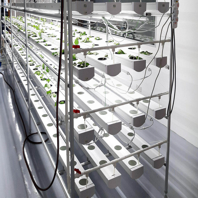 Agricultura en interiores sin suelo El cultivo de fresas Tubo de PVC para hidroponía Sistema NFT para la venta