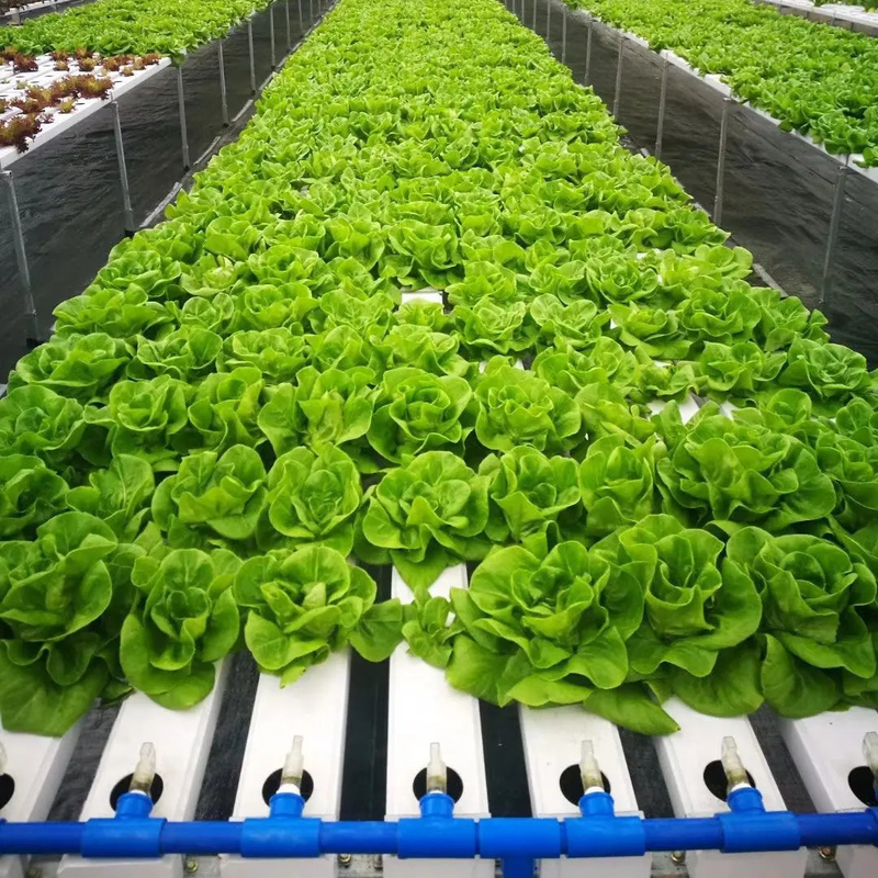 Agricultura en interiores sin suelo El cultivo de fresas Tubo de PVC para hidroponía Sistema NFT para la venta