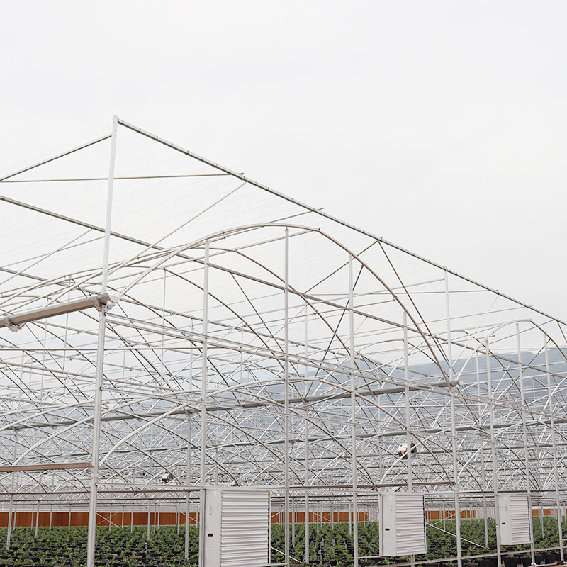 Estructura de acero galvanizado en caliente con película de plástico de múltiples tramos Invernadero personalizado con diseño de dientes de sierra de ventilación tropical