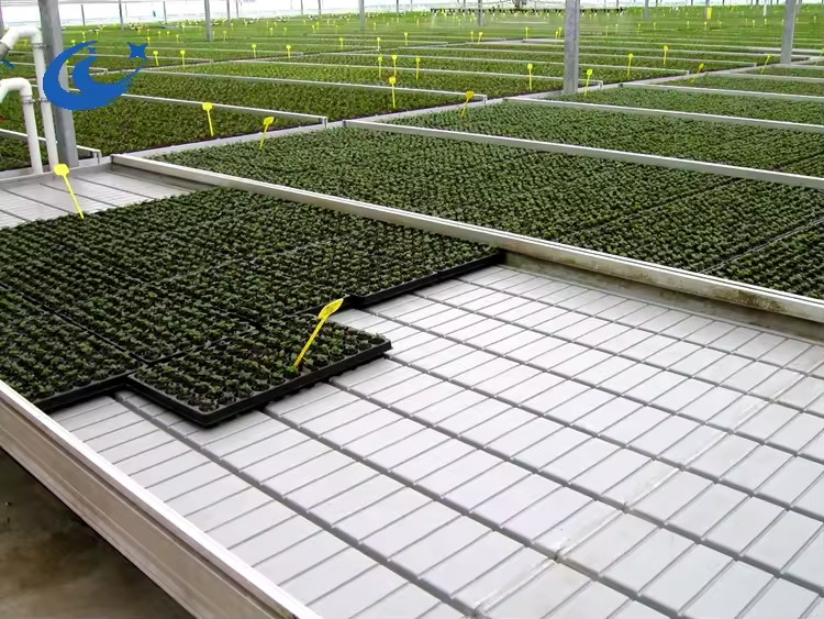 Bancos rodantes de invernadero Tabla de cultivo para semillas de plantas de tomate Sistema de riego de flujo y flujo