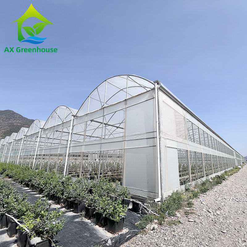 Estructura de acero galvanizado en caliente con película de plástico de múltiples tramos Invernadero personalizado con diseño de dientes de sierra de ventilación tropical