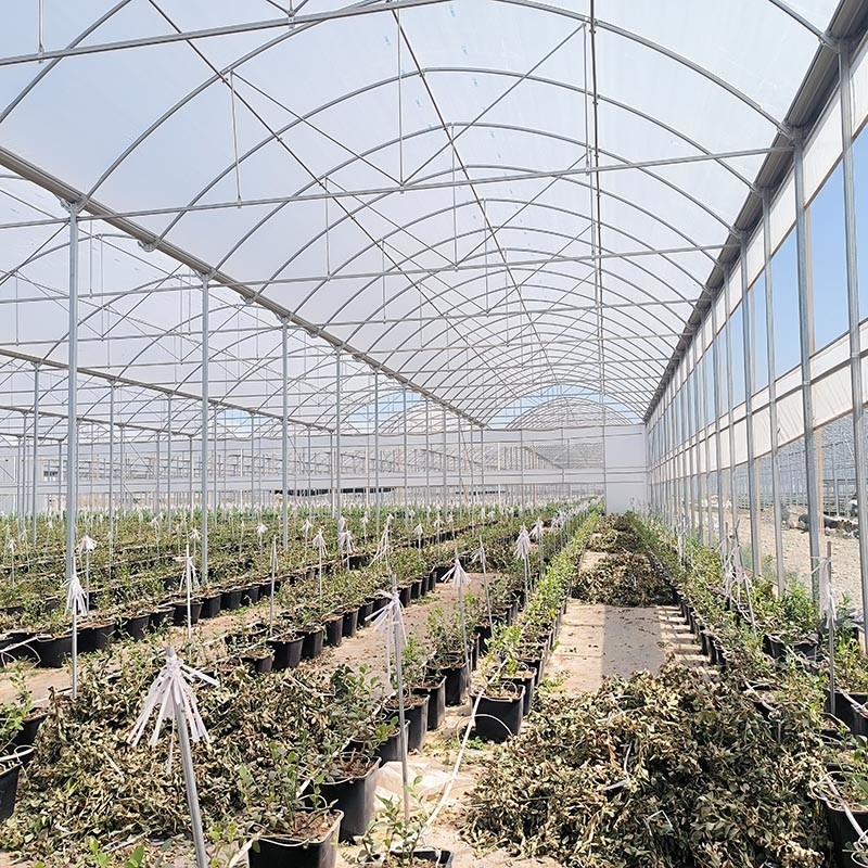Estructura de acero Agricultura Poly túnel sombreado negro Invernadero de múltiples tramos con sistema de refrigeración opcional