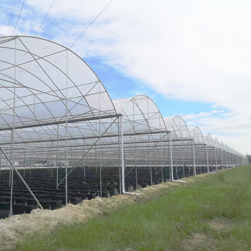 Invernadero de película de plástico resistente a los rayos UV de 30x10m para tomates y verduras con cubierta de película