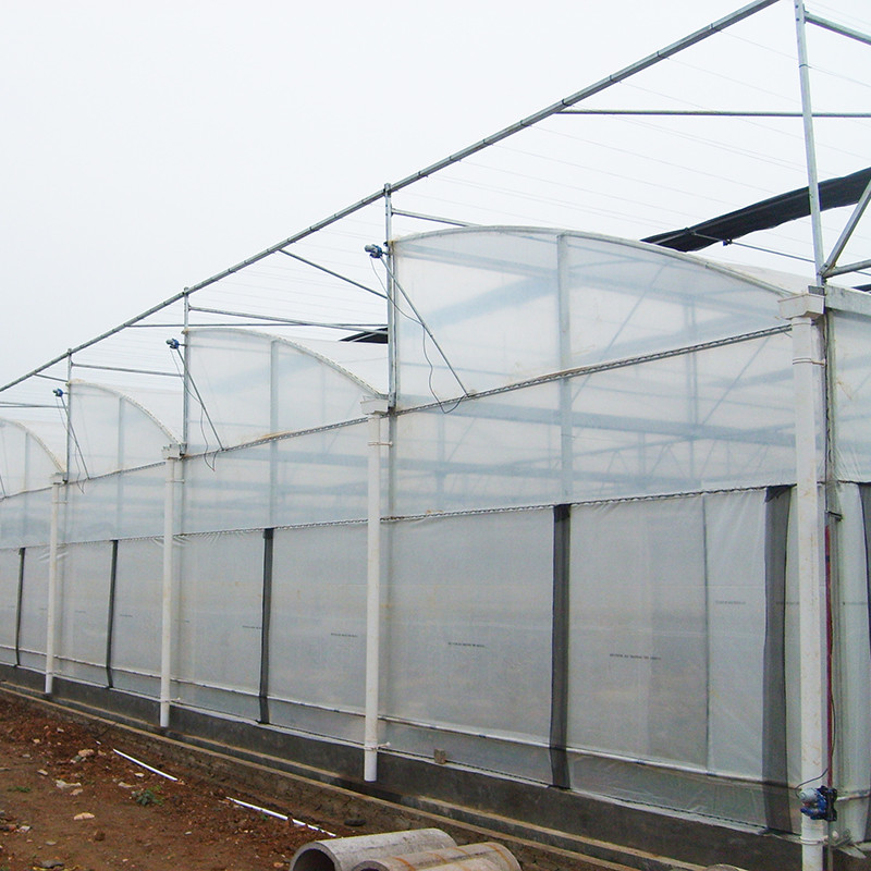 Estructura de acero Diente de sierra Poli película de túnel bajo Invernadero agrícola de múltiples tramos para la producción sostenible de verduras