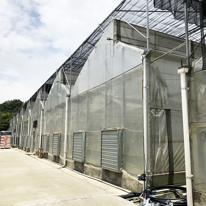 Estructura de acero Diente de sierra Poli película de túnel bajo Invernadero agrícola de múltiples tramos para la producción sostenible de verduras