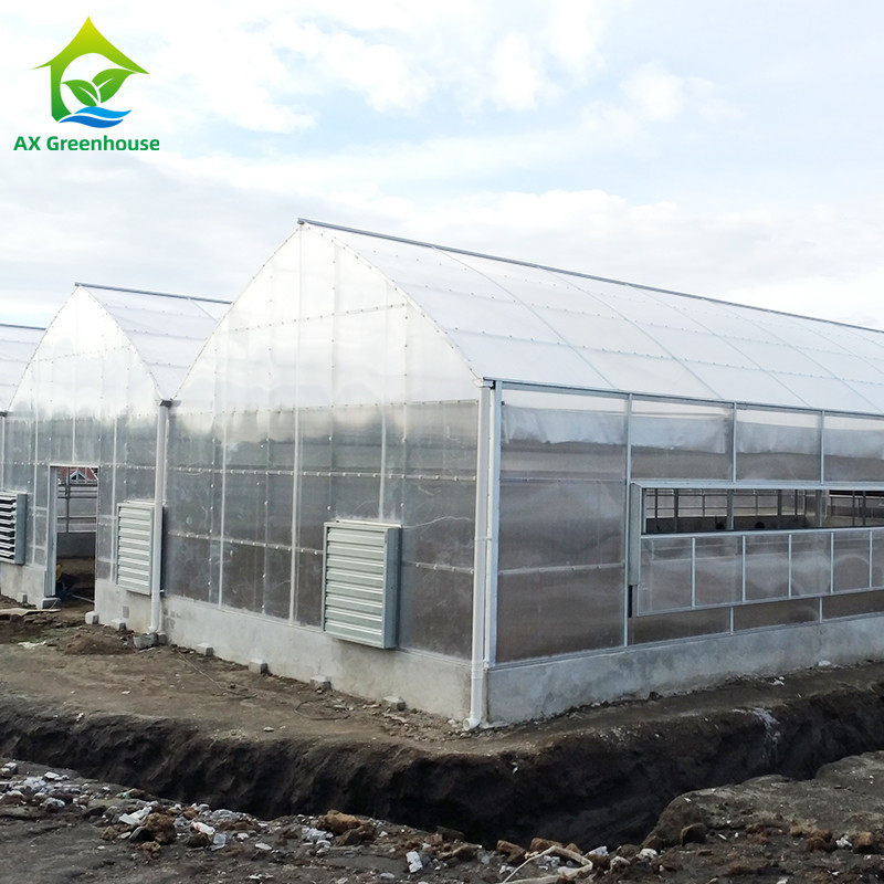 Cultivo de plantas Invernadero de hoja de policarbonato de sola envergadura con estructura estable y fácil montaje