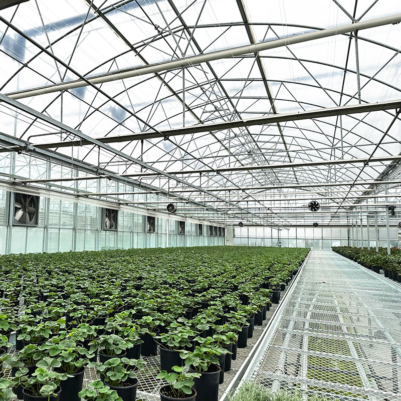 Estructura de acero Película resistente a los rayos UV Poly Tunnel Multi-span Invernadero vegetal para tomates