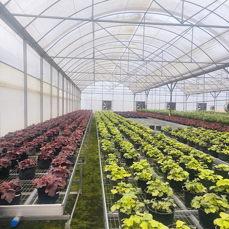 Venta caliente de invernaderos de película resistente a los rayos UV con túneles poli-múltiples para tomates