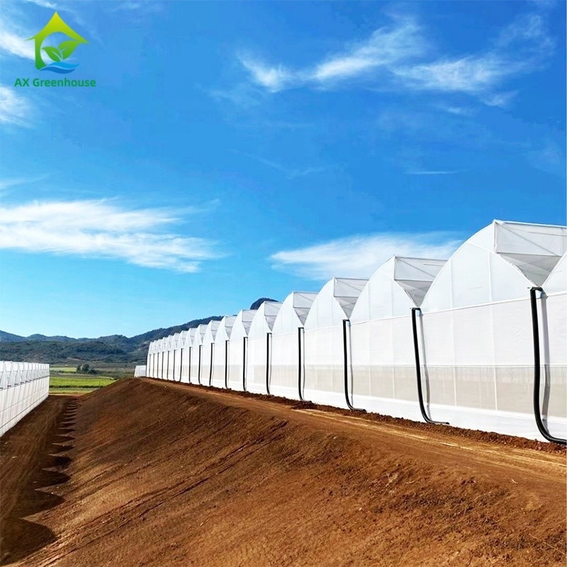 Venta de invernaderos de plástico con película UV poli túnel de dientes de sierra agrícolas de múltiples tramos