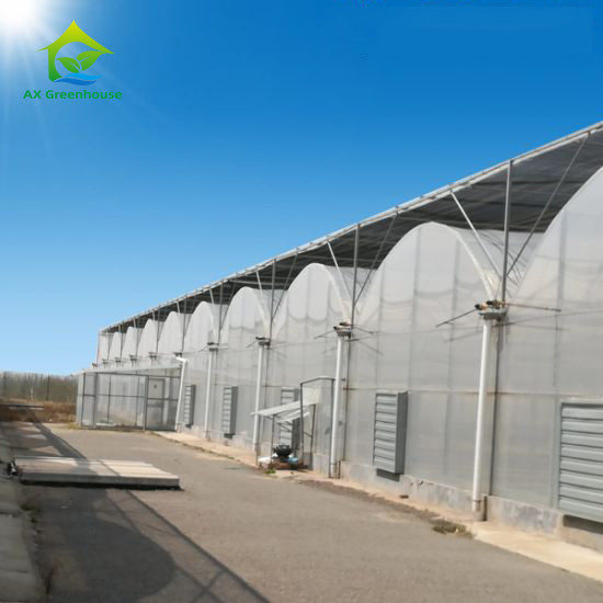 Estructura estable Invernadero hidropónico de película poli para riego