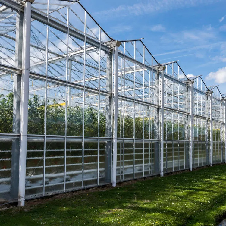 Estructura de acero galvanizado y cubierta de vidrio reforzada para una ventilación óptima en invernaderos de vidrio agrícolas