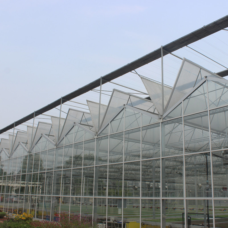 Invernadero de tomate de vidrio templado de acero galvanizado de varias franjas para condiciones óptimas de cultivo
