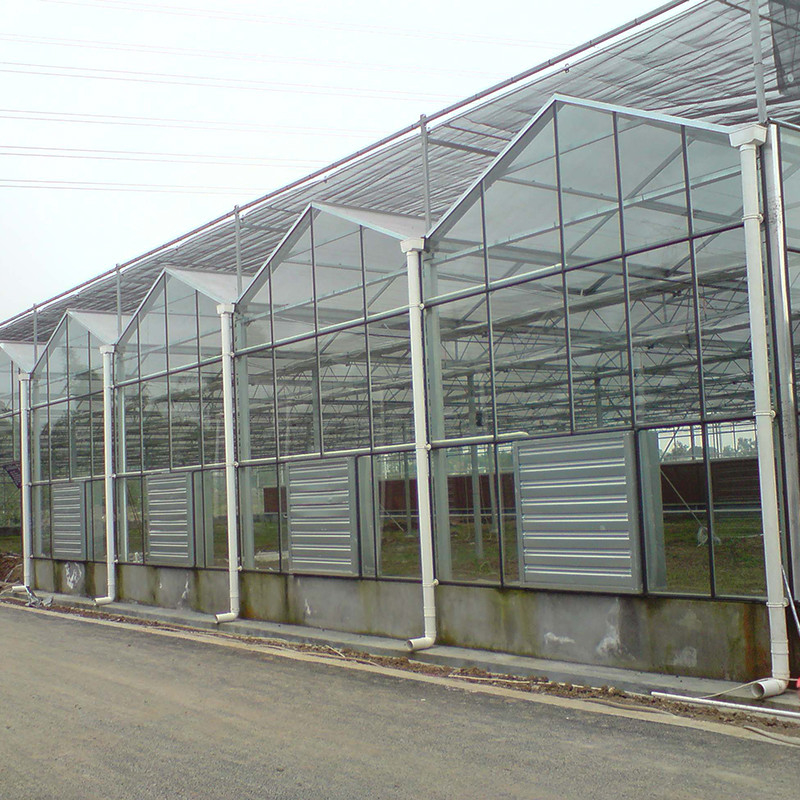 Estructura de acero galvanizado sumergido en caliente Ventilación automática Vidrio agrícola Venlo Invernadero de semillas de tomate de múltiples tramos