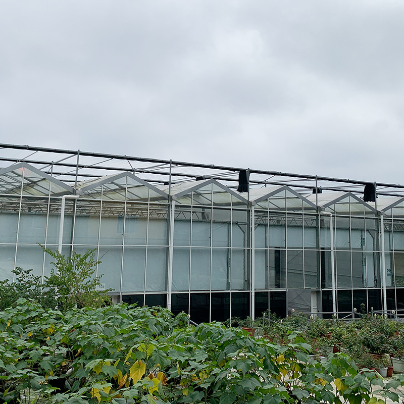 Estructura de acero galvanizado sumergido en caliente Ventilación automática Vidrio agrícola Venlo Invernadero de semillas de tomate de múltiples tramos