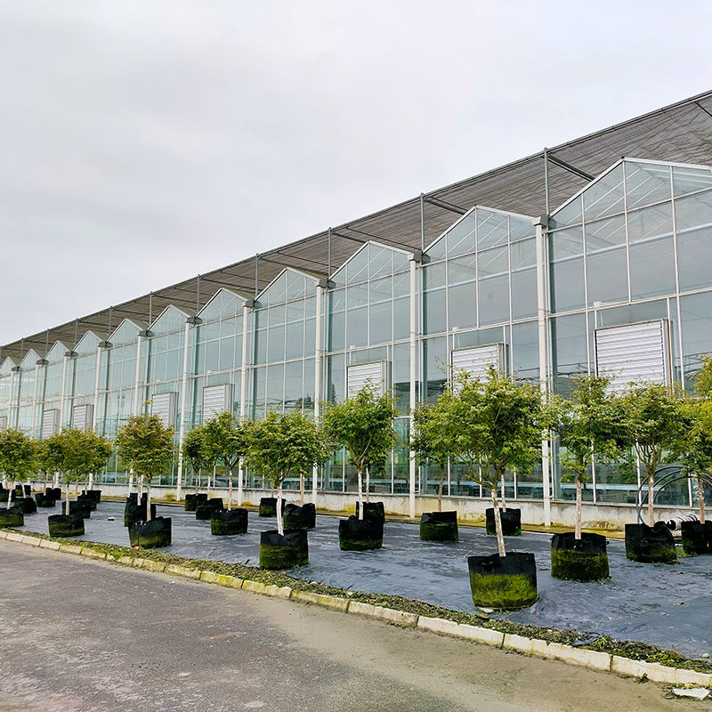 Estructura de acero galvanizado sumergido en caliente Ventilación automática Vidrio agrícola Venlo Invernadero de semillas de tomate de múltiples tramos