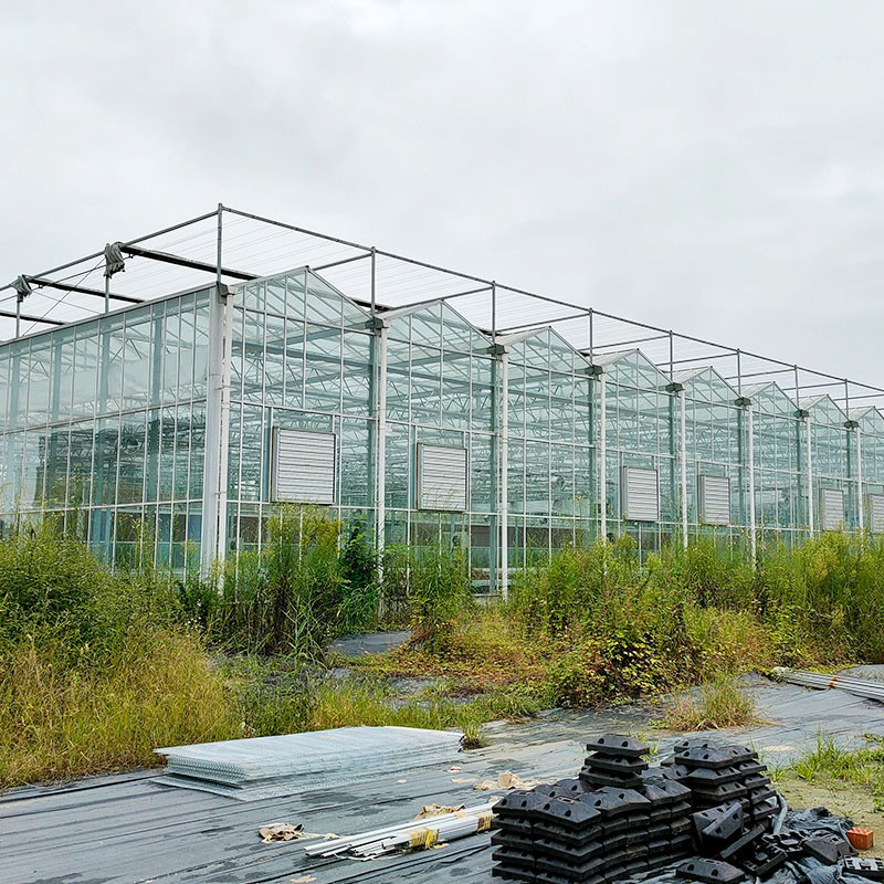 Estructura de acero galvanizado sumergido en caliente Ventilación automática Vidrio agrícola Venlo Invernadero de semillas de tomate de múltiples tramos