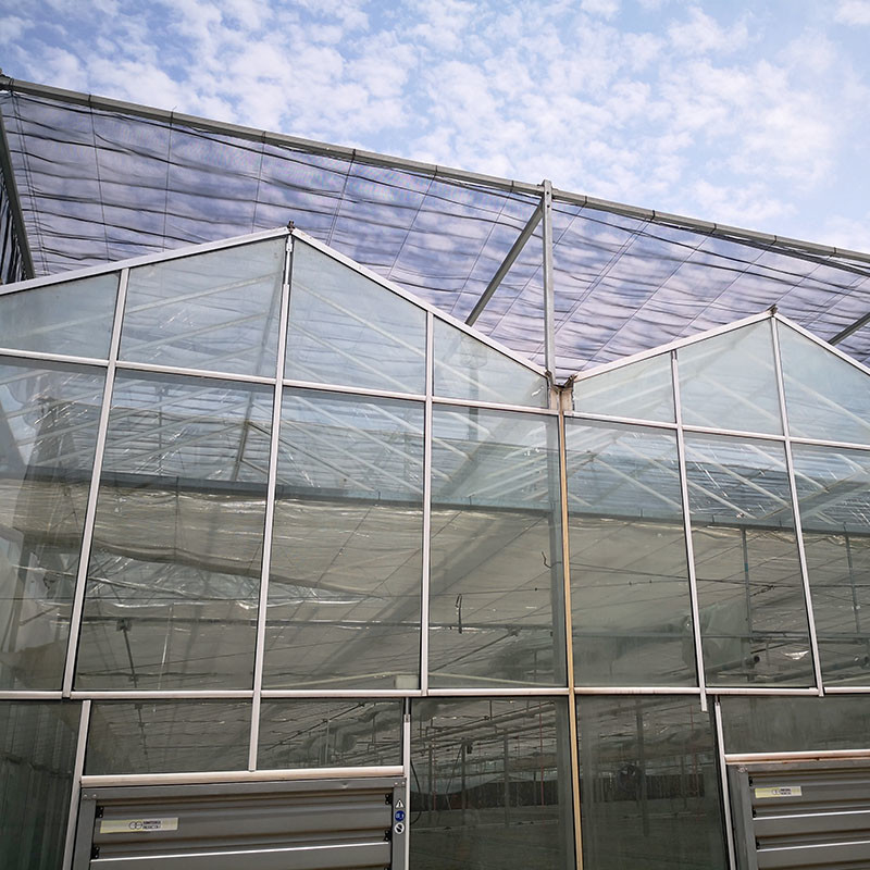Ventilación automática Vidrio agrícola Venlo invernaderos de tomate de túnel grande con sistema de refrigeración y ventilador