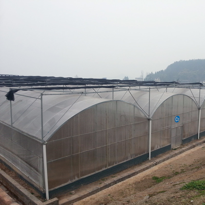Invernadero de túnel de polietileno confiable, estructura de acero antioxidante, película duradera para tomate