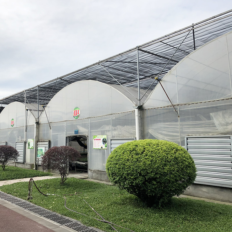 Estructura de acero Gran túnel de plástico multi-espacio de cultivo de arándanos para una estructura estable