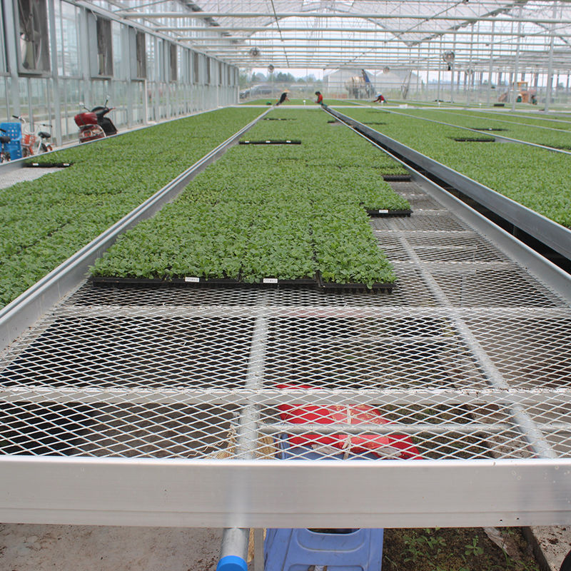 Mesa de cultivo rodante para invernadero personalizada con ventaja de fácil construcción y estructura de acero galvanizado en caliente