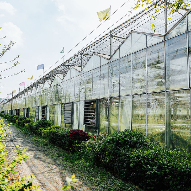 Agricultura Invernadero de vidrio tipo Venlo Ingeniería holandesa Cuadro galvanizado para hidropónica