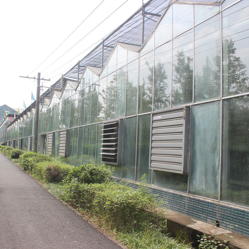 Agricultura Invernadero de vidrio tipo Venlo Ingeniería holandesa Cuadro galvanizado para hidropónica