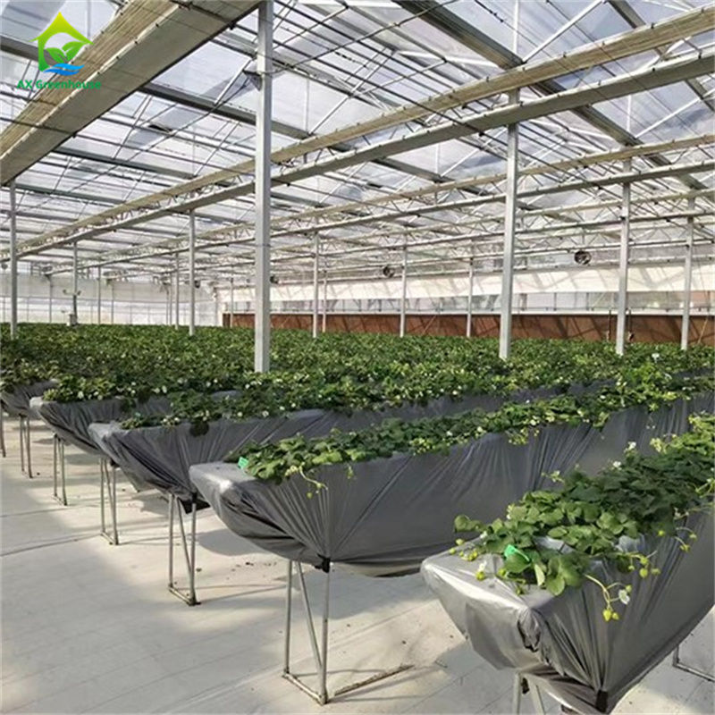 Invernadero inteligente de vidrio templado transparente verde, grande, de múltiples vanos, tubería de acero galvanizado en caliente, invernaderos agrícolas de vidrio para el cultivo de plantas y flores