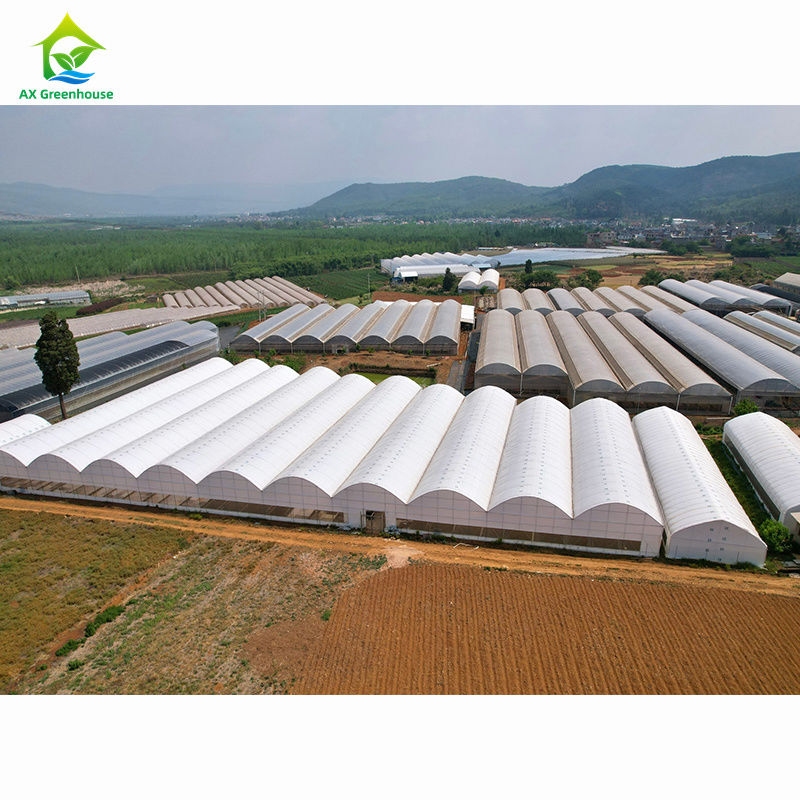 Invernaderos agrícolas de gran escala de múltiples vanos | Fábrica profesional de invernaderos para personalización a granel