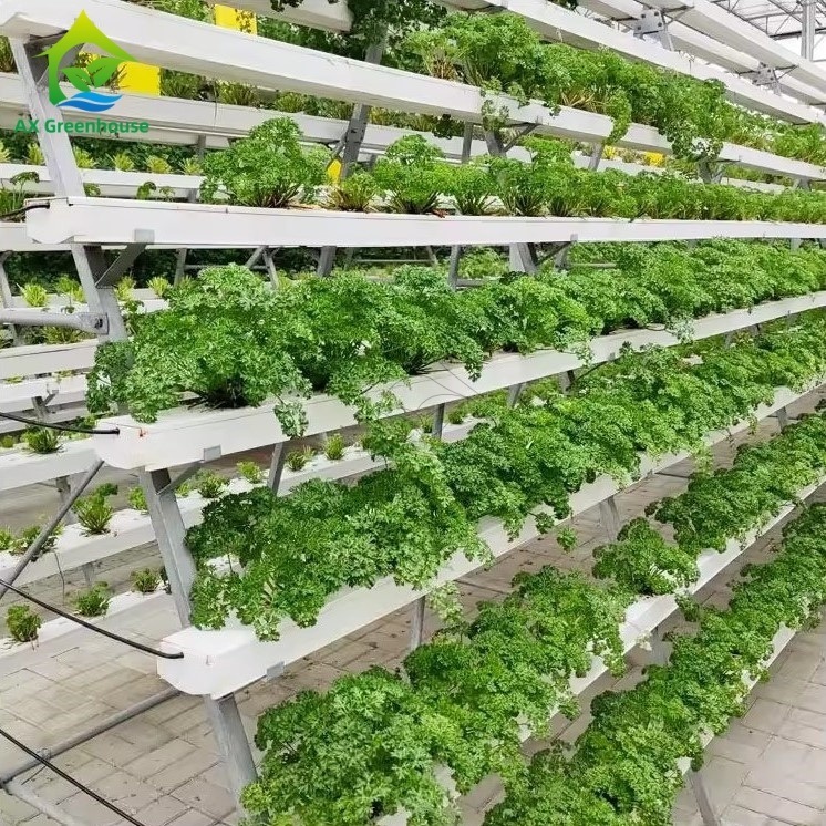 Sistema de cultivo sin suelo en invernadero, técnica de película de nutrientes (NFT) en marco A, cultivo eficiente de vegetales