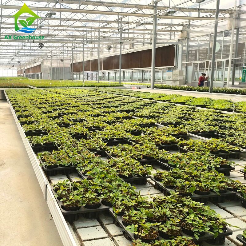 Cuadro de aluminio comercial, banco de reflujo y flujo con altura ajustable y bandeja PP/ABS integrada para invernaderos